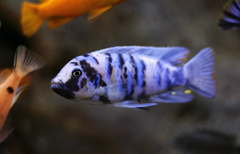 Maylandia zebra 'Masinje'